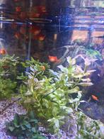 Platys, Dieren en Toebehoren