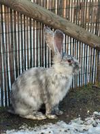 Duitse reuzen, Dieren en Toebehoren, Konijnen