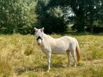 Weidemaatje, Dieren en Toebehoren, Niet van toepassing, C pony (1.27m tot 1.37m), 11 jaar of ouder, Merrie