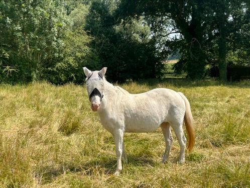 Weidemaatje, Dieren en Toebehoren, Pony's, Merrie, Niet van toepassing, C pony (1.27m tot 1.37m), 11 jaar of ouder, Gechipt, Ontwormd