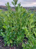 Laurierkers (paplaurier) Groenblijvende haagplant, Ophalen, Laurier, Haag, 100 tot 250 cm