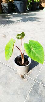 Colocasia Pink China, Ophalen