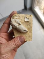 Fossiele krabbenpoot Protocallianassa faujasi, Collections, Minéraux & Fossiles, Fossile, Enlèvement ou Envoi