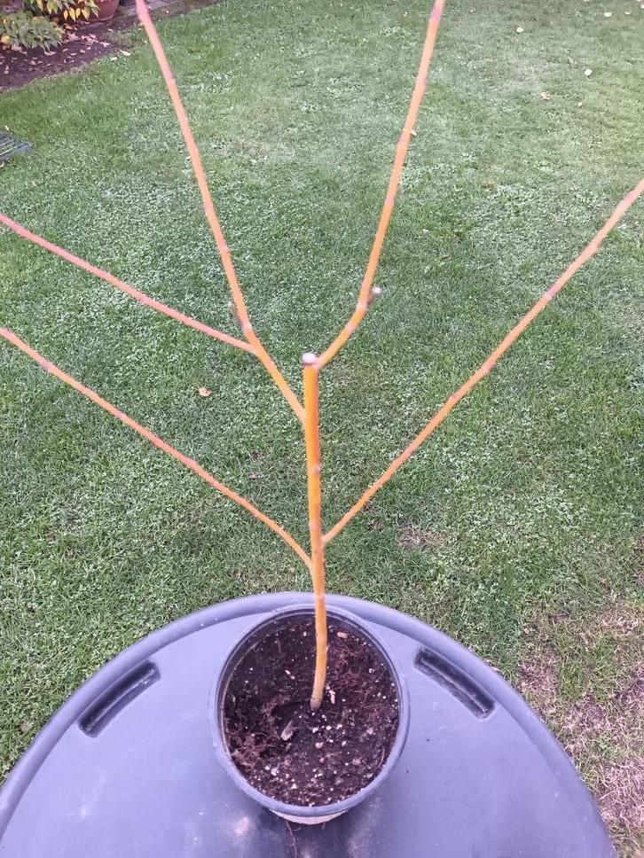 Knotwilgen, Tuin en Terras, Planten | Tuinplanten, Halfschaduw, Ophalen