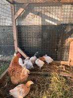 Engelse haantjes, Dieren en Toebehoren, Pluimvee