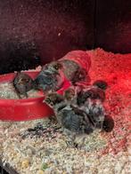 Goud Brakel en citroen brakel