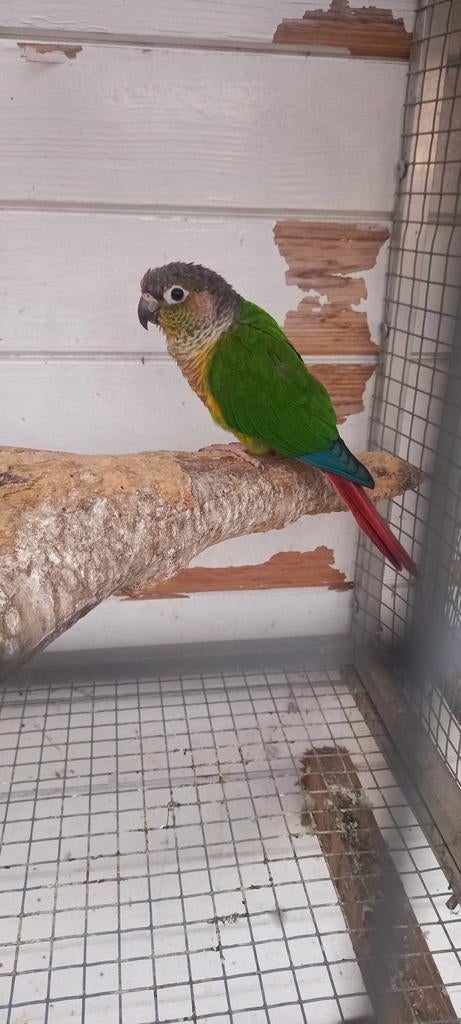 Pyrrhura molinea, Dieren en Toebehoren