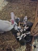 Duitse reus, Dieren en Toebehoren, Konijnen, Geslacht onbekend, Groot