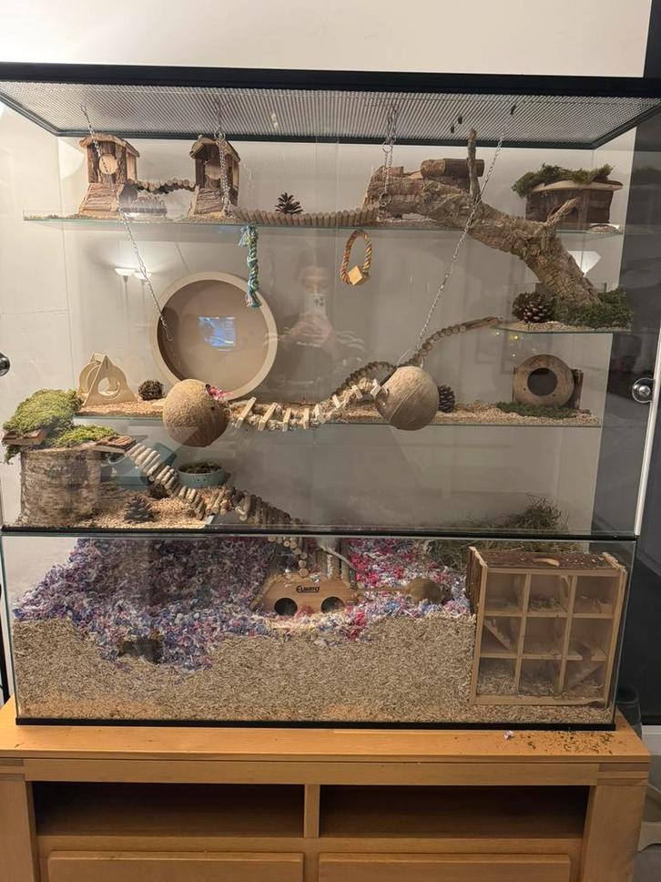 Gerbilarium, Animaux & Accessoires, Rongeurs & Lapins | Cages & Clapiers, Comme neuf, Niche, Chinchilla, Enlèvement