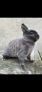 Femelle Lapin nain rex mature (je suis sur charleoi., Femelle, Nain