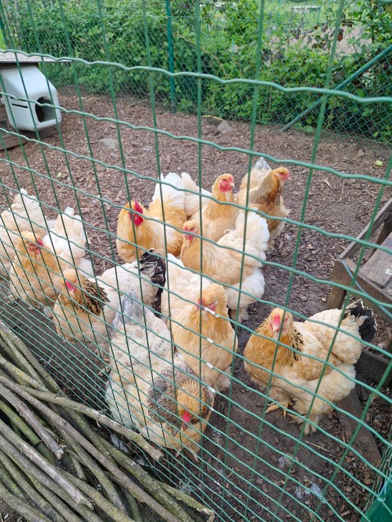 Brahma buff withalzig gereserveerd