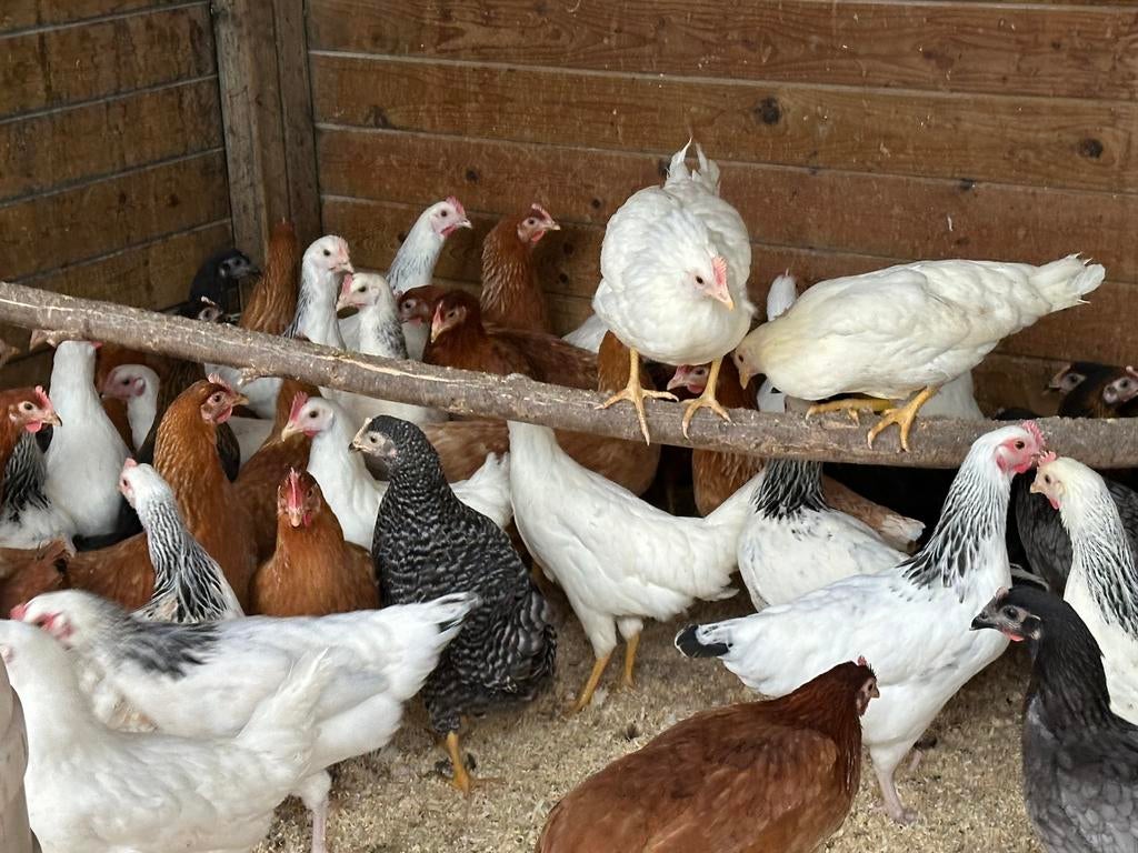 Legkippen en sierkippen vandaag 10-16uur