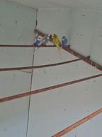 Grasparkieten, Mâle