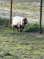 Schapen, Dieren en Toebehoren, Schaap, 0 tot 2 jaar