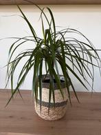 Kamerplant, Maison & Meubles, Enlèvement