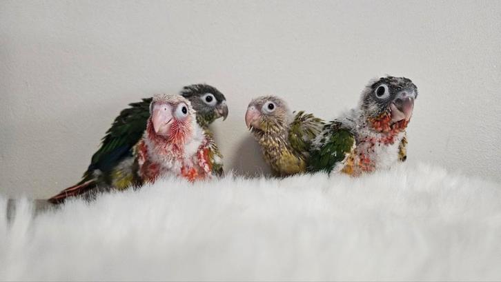 Pyrrhura Molinae EAM Très sociale !, Animaux & Accessoires, Oiseaux | Perruches & Perroquets