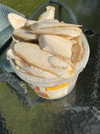 Sepiaschelpen, Dieren en Toebehoren, Ophalen