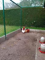 Tekoop broedeieren van  chabo, Dieren en Toebehoren, Pluimvee