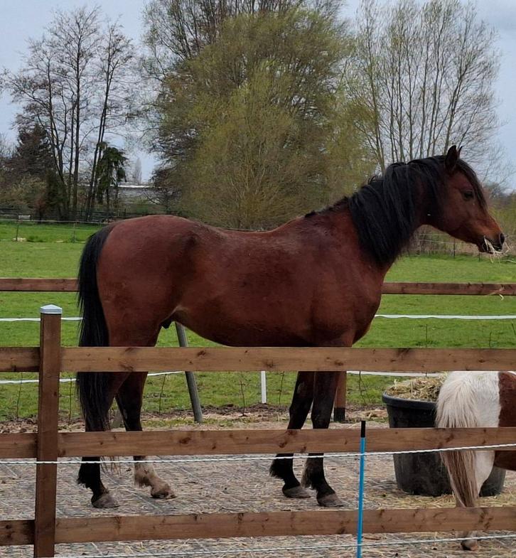 Arabisch volbloed, Animaux & Accessoires, Chevaux, Étalon, Non dressé