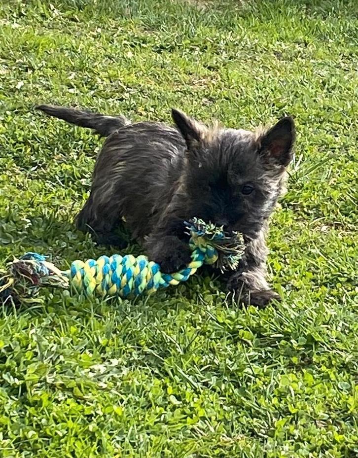 Cairn Terrier pups, Dieren en Toebehoren, Honden | Jack Russells en Terriërs, Meerdere dieren, Overige rassen, Fokker | Professioneel
