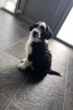 Beaux chiots Aussiedoodle, Plusieurs, Hépatite contagieuse (maladie de Rubarth), Belgique, Berger