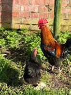 Trio kippen, Dieren en Toebehoren, Meerdere dieren, Kip