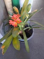 Clivia/ sint jozefsplant, Ophalen, Volledige schaduw, Overige soorten, In pot