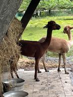 Alpaca’s, Dieren en Toebehoren, Augustus, Mannelijk