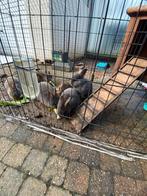 3 Tamme Dwerg konijnen met huisje voor buiten, Dieren en Toebehoren, Konijnen, Dwerg