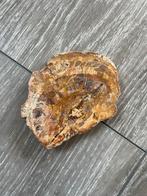 Versteend hout, Verzamelen, Ophalen of Verzenden, Fossiel