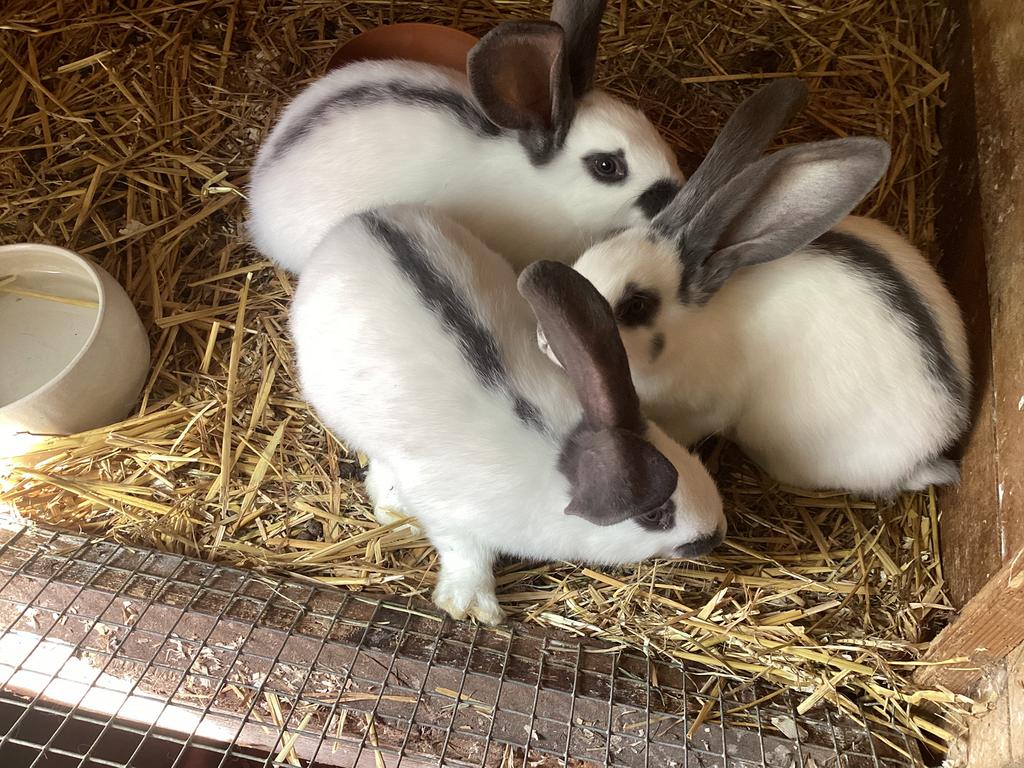 Reuzevlinder konijntjes, Plusieurs animaux, Grand, 0 à 2 ans