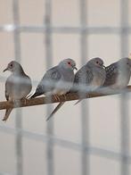 Diamantduifjes 5€ per stuk, Dieren en Toebehoren, Vogels | Overige Vogels