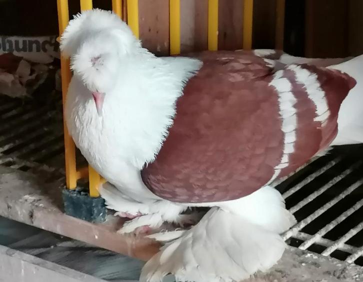 Saksische schildduiven, Dieren en Toebehoren, Vogels | Duiven