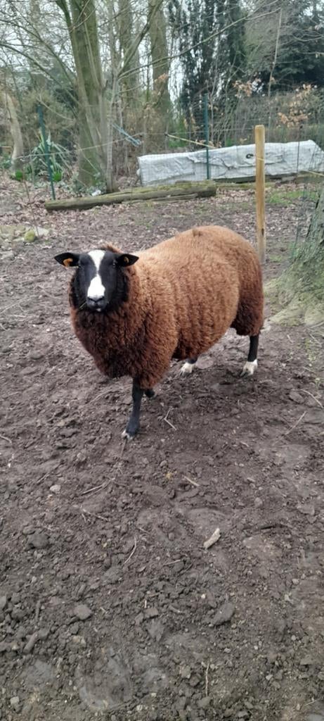 Schaap bok, Dieren en Toebehoren, Schapen, Geiten en Varkens, Schaap