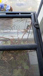 Wandelende takken, Phasme