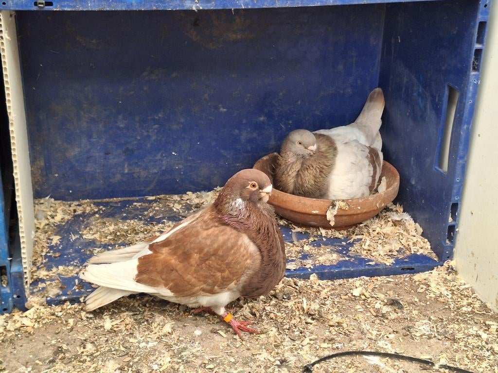 3 koppels canaria kropper duiven, Animaux & Accessoires, Boulant