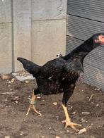 Jonge Shamo hen, Dieren en Toebehoren, Pluimvee