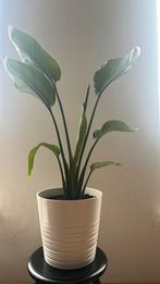 Strelitzia Paradijsvogelplant, Maison & Meubles, Plantes d'intérieur, Enlèvement