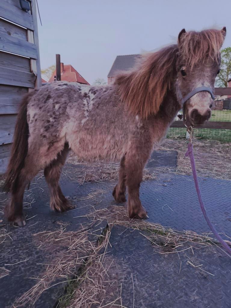 Uniek gekleurd minipaardje, Animaux & Accessoires, Poneys, Étalon, Non dressé, Poney A (jusqu'à 1.17 m), 0 à 2 ans, Avec puce électronique