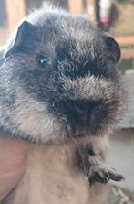 Rex zeugen na selectie, Dieren en Toebehoren, Maart, Vrouwelijk, Cavia
