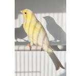 waterslager, Mannelijk, Zangkanarie