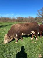 Herfort Stier, Dieren en Toebehoren, Runderen