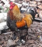 Gratis Brahma haan, Dieren en Toebehoren, Mannelijk, Kip