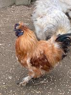 Zijdehoeners hanen DRINGEND