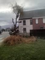 Saule frisé pour chevaux, Animaux & Accessoires