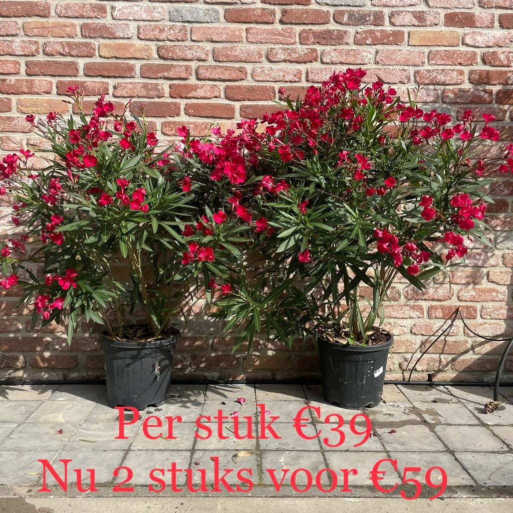 ‼️oleanders nu aan PROMOprijzen bij PROMOplant‼️, Ophalen