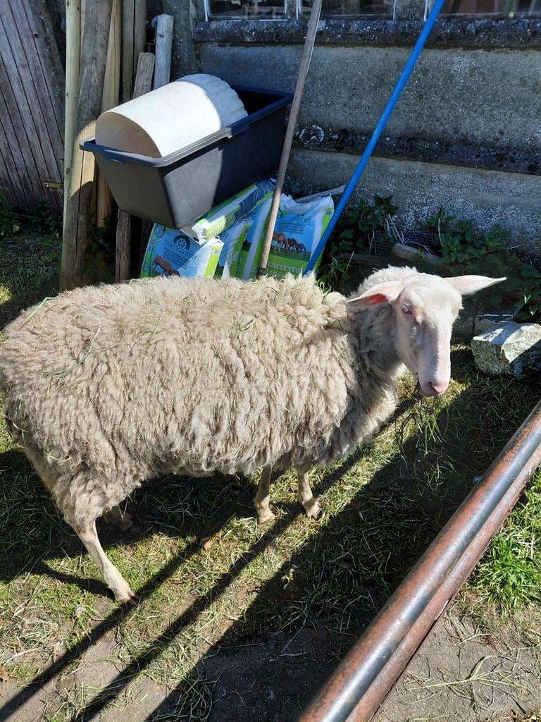 Melkschaap ooi jaarling