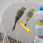 Paire de perruche avec cage + accessoires, Animaux & Accessoires, Plusieurs animaux, Perruche, Bagué