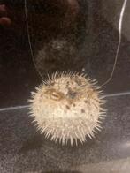 Kleine kogelvis te koop – uniek decoratie‑exemplaar, Ophalen of Verzenden