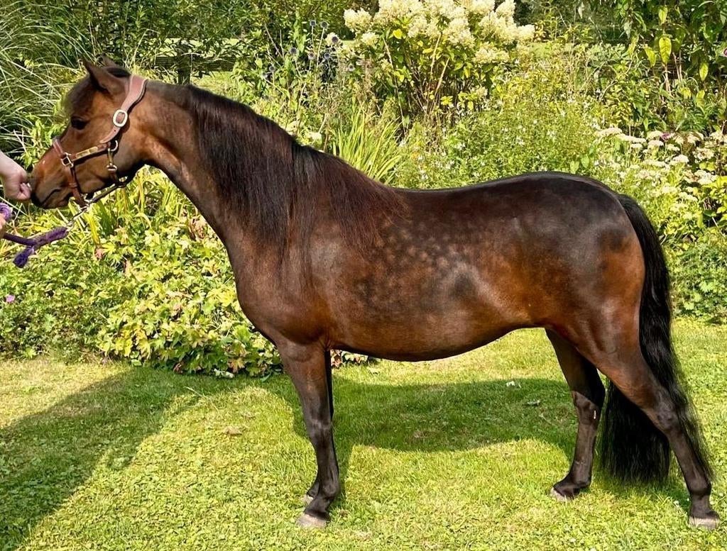 Cheval miniature et pouliche Nmprs, Animaux & Accessoires, Chevaux, Jument, Avec pedigree, Avec puce électronique, Vermifugé, Vacciné